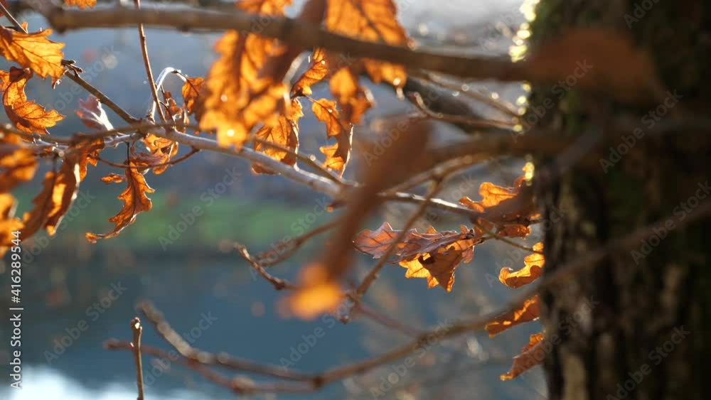 Sun shines through a forest and reflects on brown, golden oak leaves. Close up shot Sun shines through a forest and reflects on brown, golden oak leaves. Close up shot