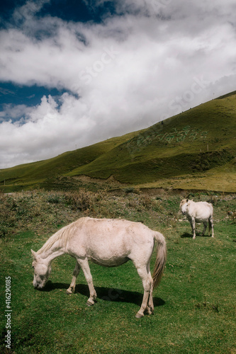 Two white horses eating fresh grass on a field.