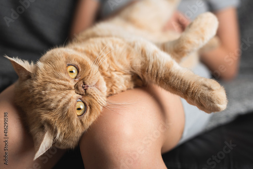 Foto Funny exotic shorthair cat laying on woman's knees