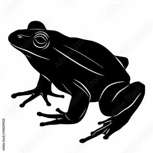 illustration of a frog , vector drawing