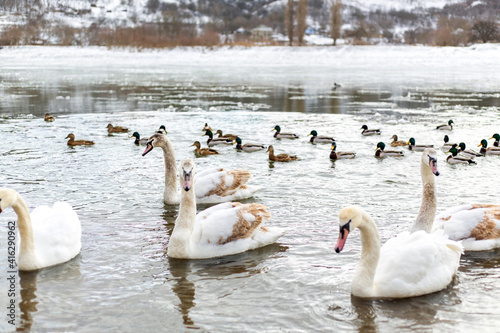 White swans and lake ducks. Winter season.