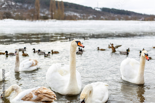 White and beautiful swans on the lake. Winter season.