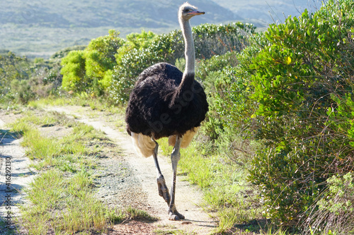 Valokuva male ostrich (Struthio camelus) in the wild at Cape Point nature reserve, South