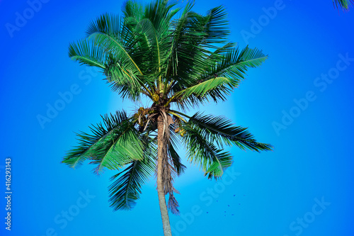 Coconut  Tree And Blue Sky 