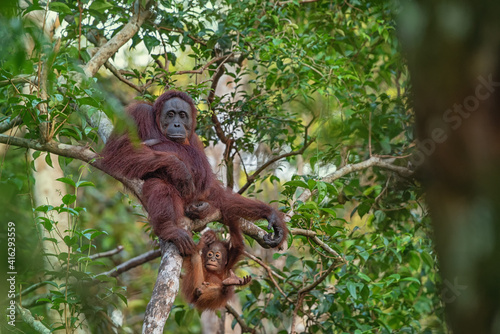 Fototapeta Naklejka Na Ścianę i Meble -  Orangutan on the tree in jungle 