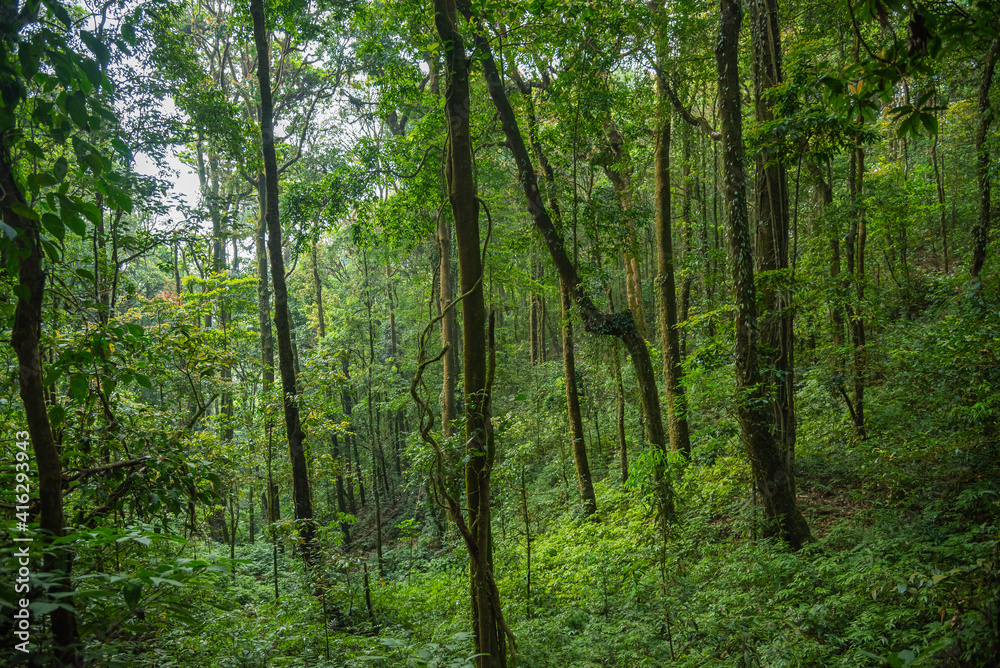 deep green jungle forest background deep green jungle forest background