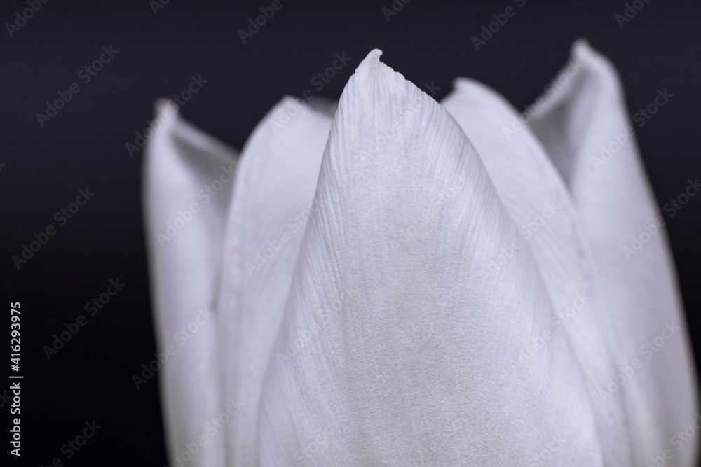 flowering tulip close-up on a dark background