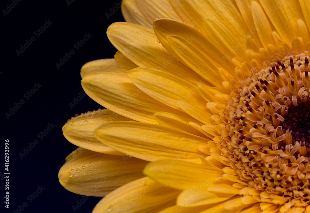sunflower close-up on black background sunflower close-up on black background