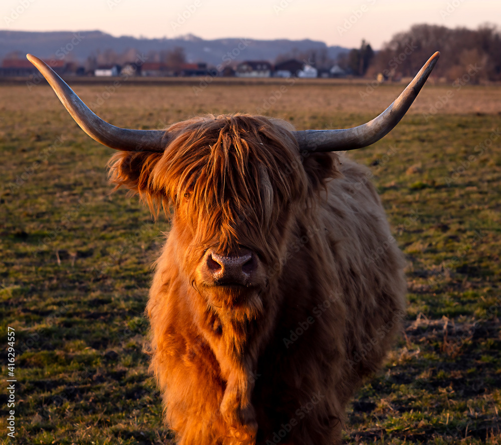 cow with long horns in a meadow in the rays of sunset sun cow with long horns in a meadow in the rays of sunset sun
