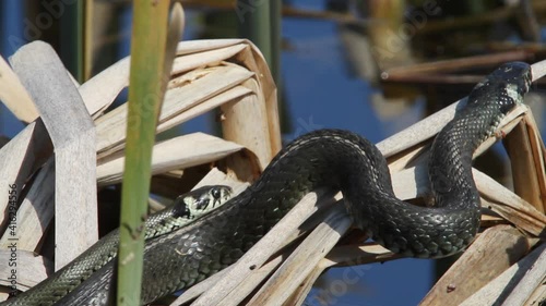 Mating of the grass snake in the reeds, Crna Mlaka, Croatia photo