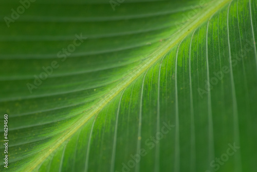 sichtbares Blattgerippe eines größeren Blattes, grün und frisch, natürlich photo