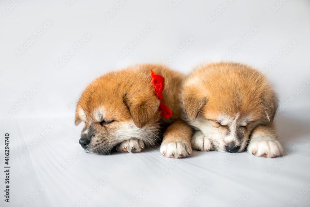 Akita Inu puppies. Beautiful red puppies. Domestic dog.