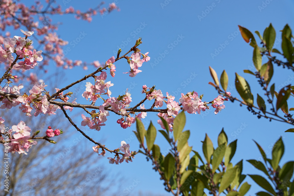 河津桜と緑の葉