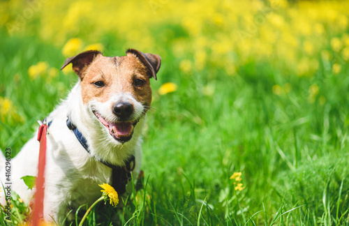 Happy senior dog walking on leash on sunny spring day in meadow green grass and flowers