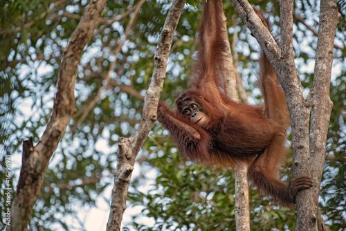 Orangutan on the tree in jungle  © Lukas