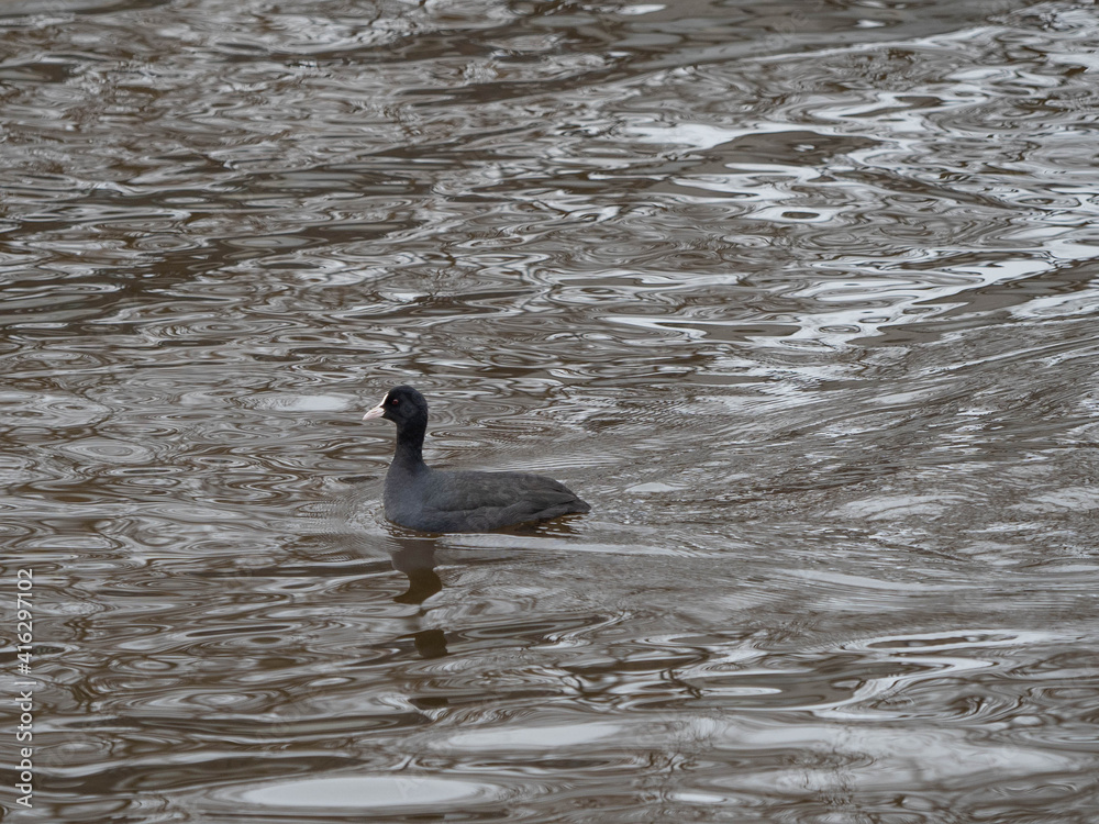 Fototapeta premium city ducks