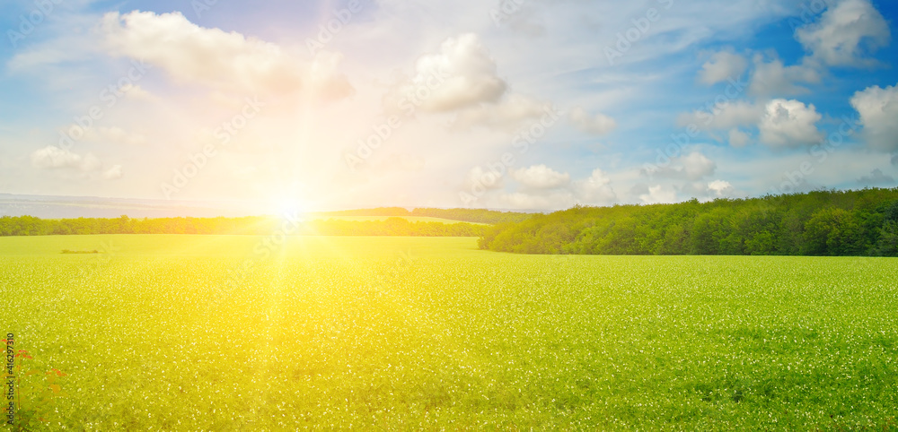 sunset or sunrise on the pea field. Agricultural background. Wide photo.