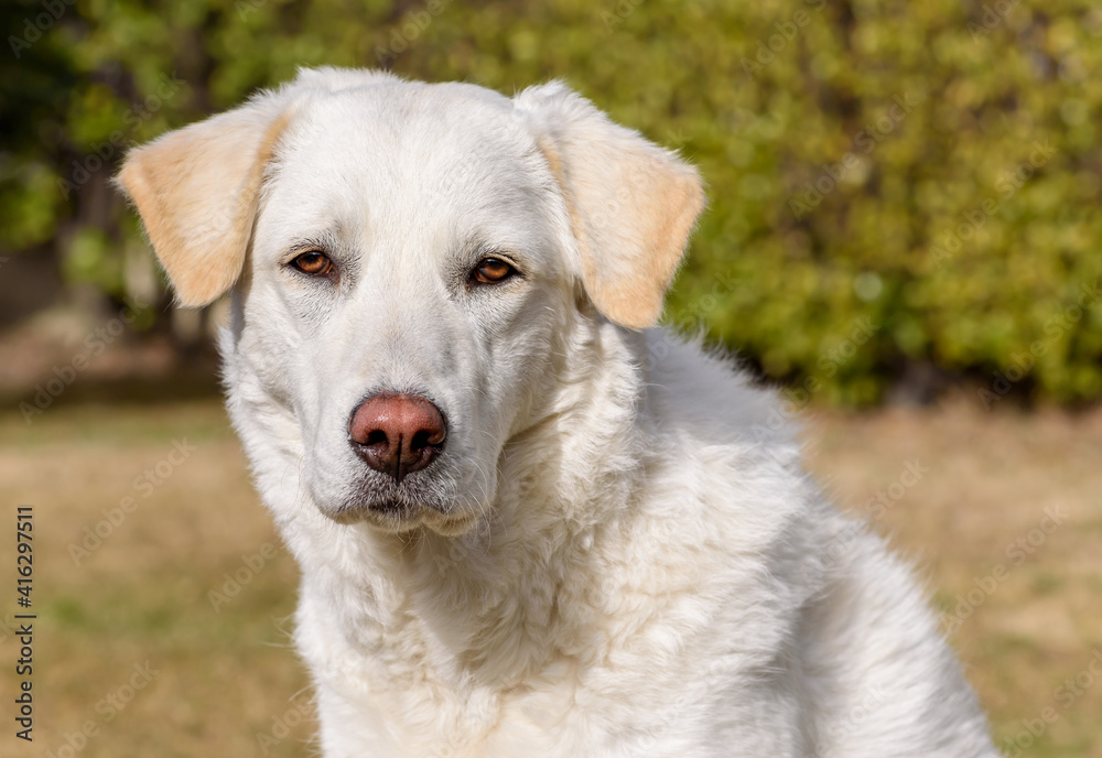 Portrait of the young white female dog like Maremma Shepherd outdoors.