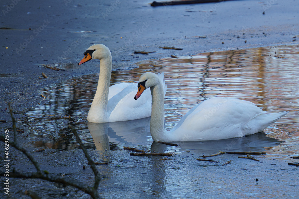 Fototapeta premium Winter am See