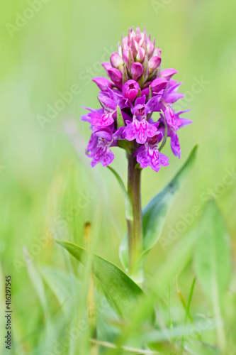 Northern Marsh-orchid - Dactylorhiza purpurella, beautiful colored orchid from North European meadows and marshes, Shetlands, Scotland, United Kingdome.