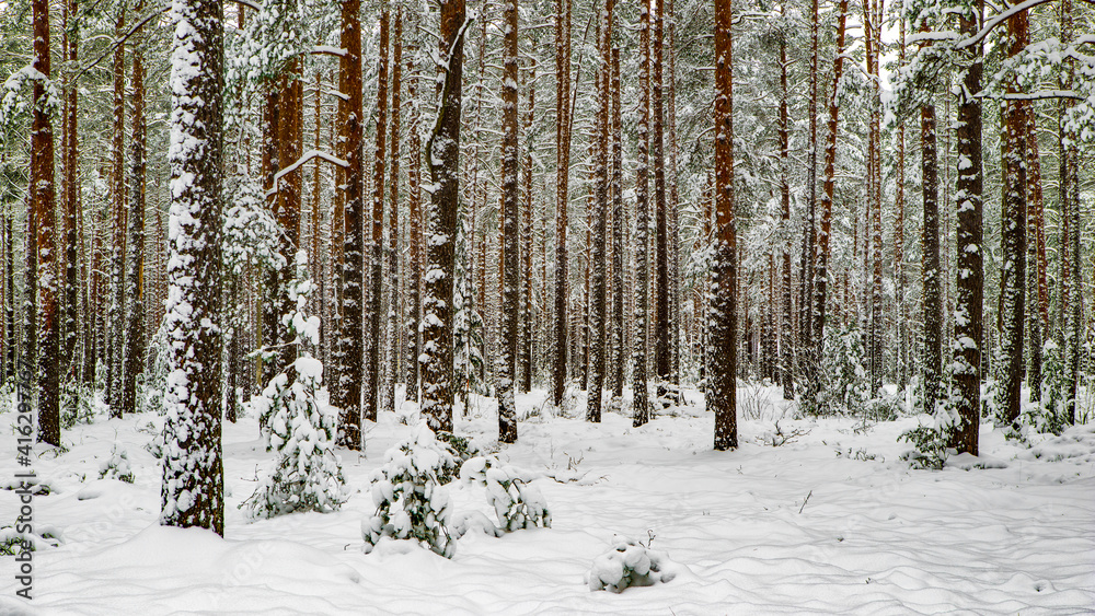 Fototapeta premium Pines covered by snow. Winter forest. Scenic landscape.
