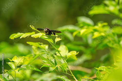 Samboja Lodge - some type of fly  photo