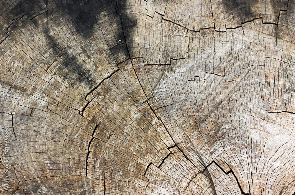 Fototapeta premium Ancient forest brown tree stump with rings of perennial tree structure 