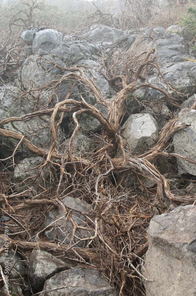 Dead shrub Adenocarpus viscosus.