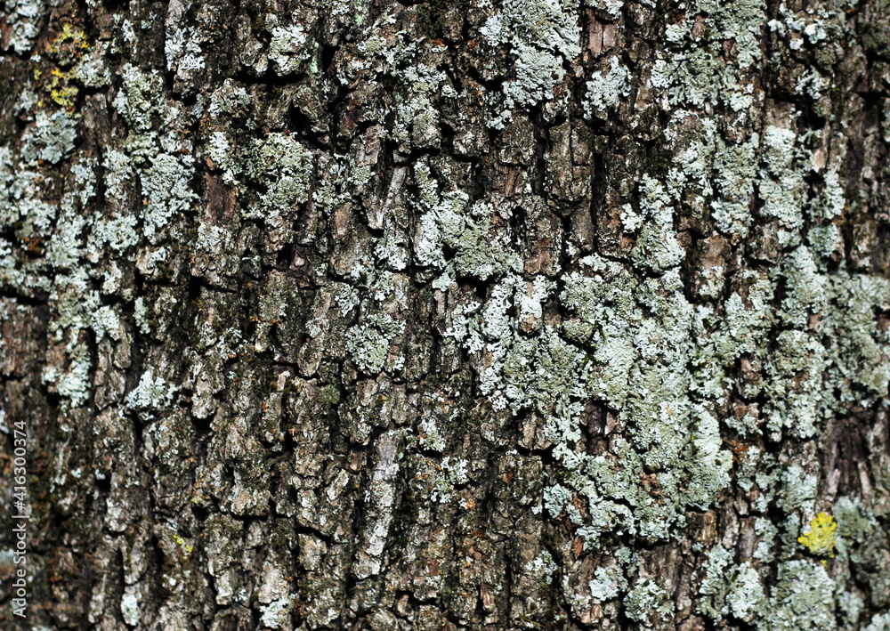 Background of tree bark, ancient pine, brown and gray color Background of tree bark, ancient pine, brown and gray color