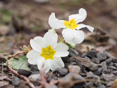 flowers in a garden