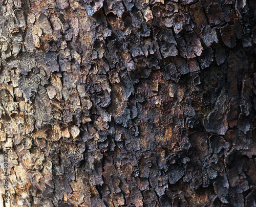 burnt after a fire tree trunk close-up 