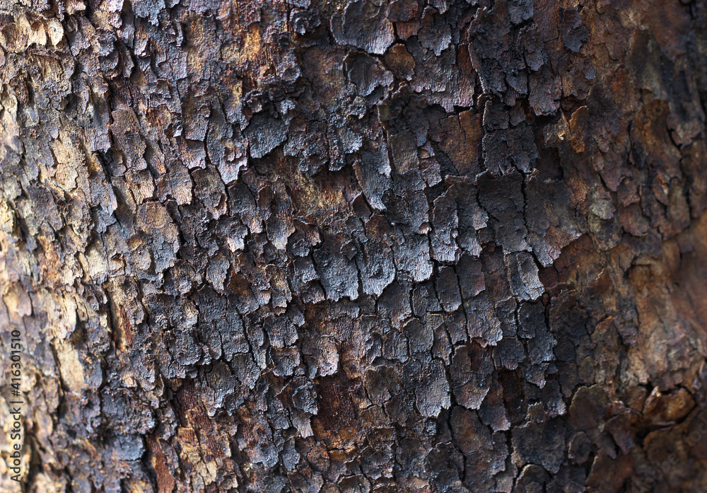 burnt after a fire tree trunk close-up burnt after a fire tree trunk close-up