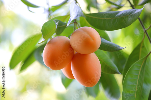 Marian plum,Marian mango or plango (mayongchit in Thai) ready to harvest. photo