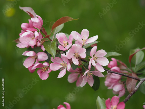 blooming apple