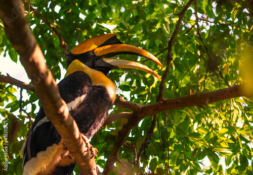 One Great hornbill perched on a large branch of a tree in a tropical forest of Thailand. Bird eyes view image.