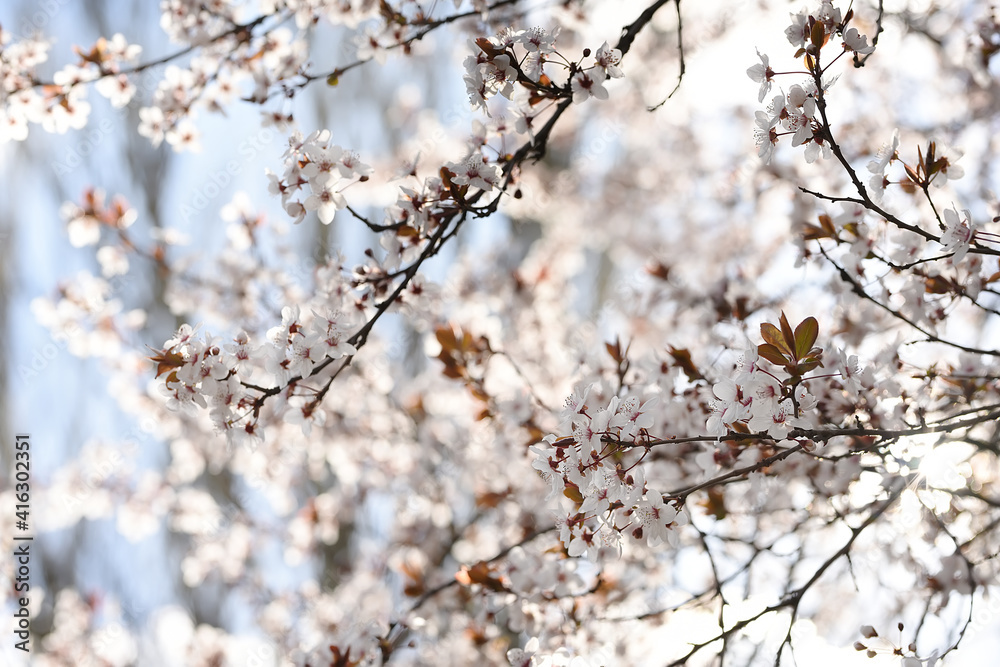 Delicate flowering branches with white flowers of a cherry tree against the blue sky. Selective focus. Delicate flowering branches with white flowers of a cherry tree against the blue sky. Selective focus.