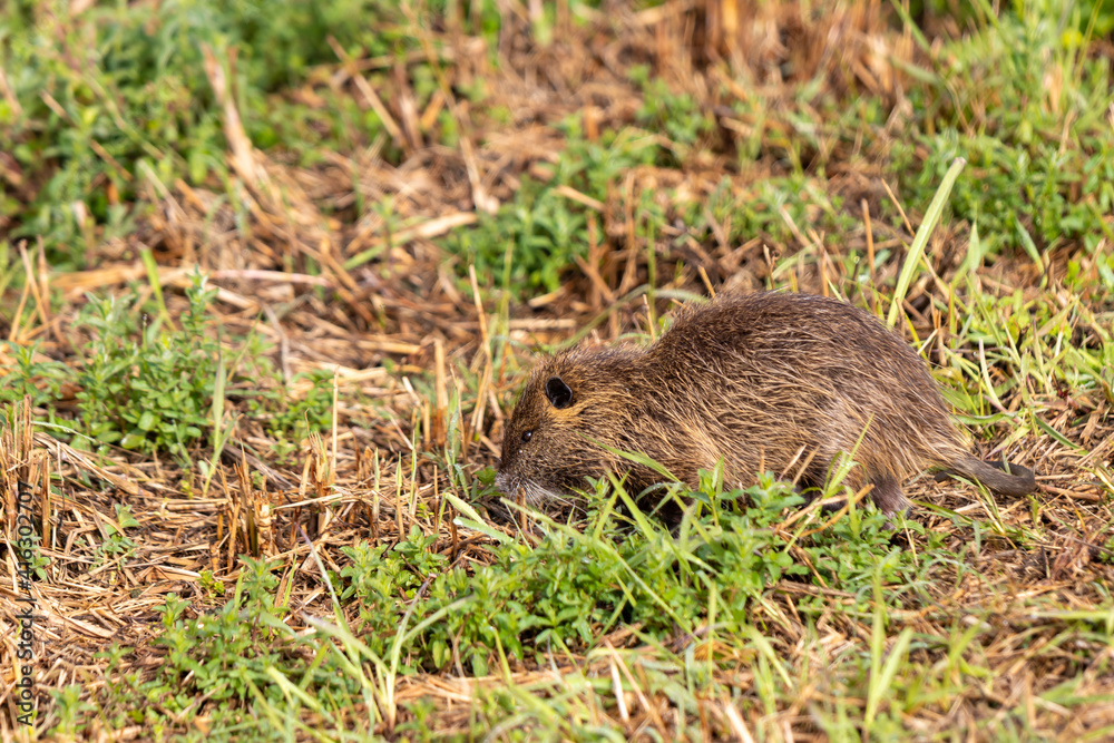 An adult nutria grazes in the early morning on green grass on the shore of a reservoir in the Lake Hula nature reserve in northern Israel An adult nutria grazes in the early morning on green grass on the shore of a reservoir in the Lake Hula nature reserve in northern Israel