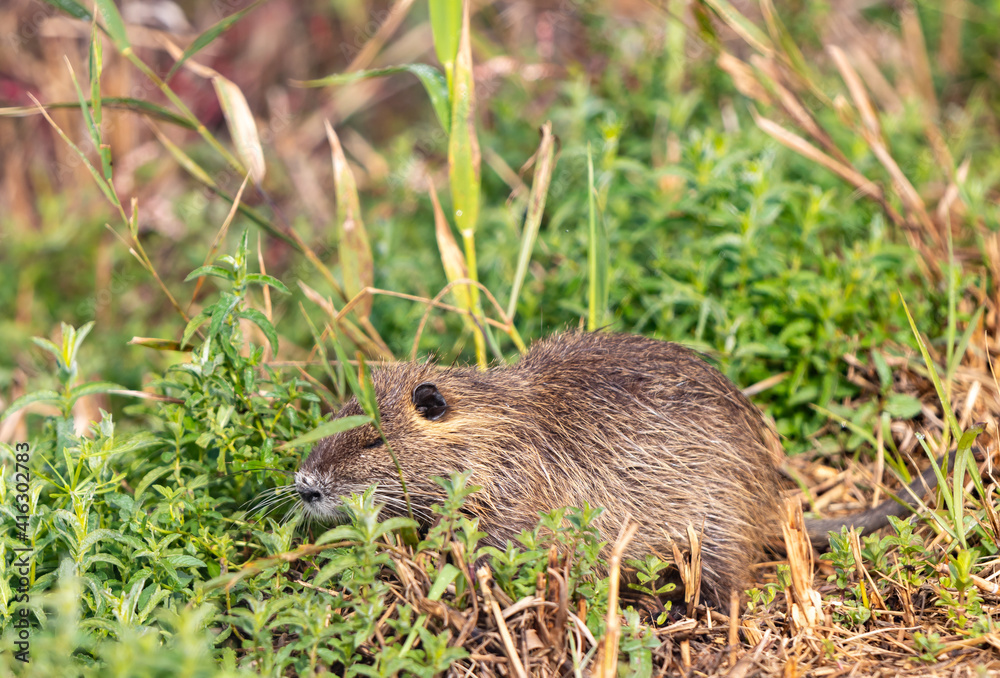 An adult nutria grazes in the early morning on green grass on the shore of a reservoir in the Lake Hula nature reserve in northern Israel An adult nutria grazes in the early morning on green grass on the shore of a reservoir in the Lake Hula nature reserve in northern Israel