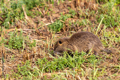 An adult  nutria grazes in the early morning on green grass on the shore of a reservoir in the Lake Hula nature reserve in northern Israel