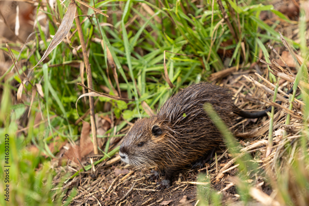 A cub nutria grazes early in the morning on grass on the banks of a reservoir in Lake Hula Nature Reserve in northern Israel. A cub nutria grazes early in the morning on grass on the banks of a reservoir in Lake Hula Nature Reserve in northern Israel.