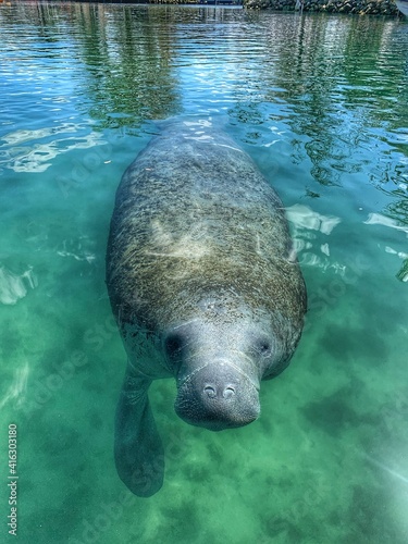 Photos Florida Manatee