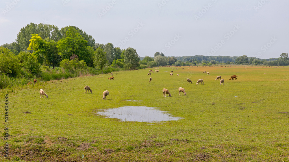 Fototapeta premium Sheep Field Landscape