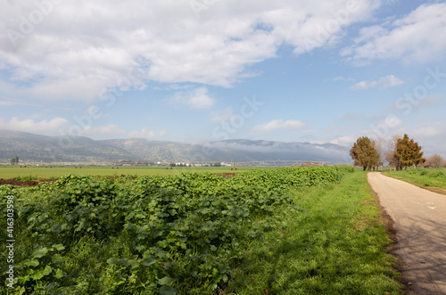 Light fog  in the early morning in the vicinity of the Lake Hula nature reserve in northern Israel.