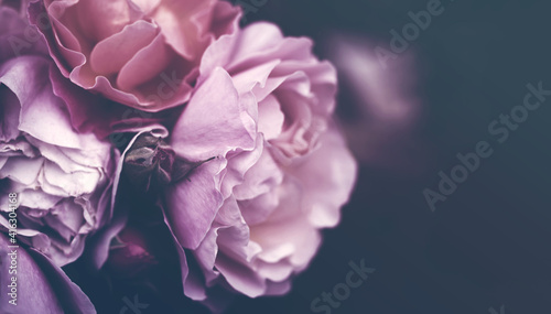 Floral vintage background banner with bouquet of pink roses close up, toned, soft focus, copy space