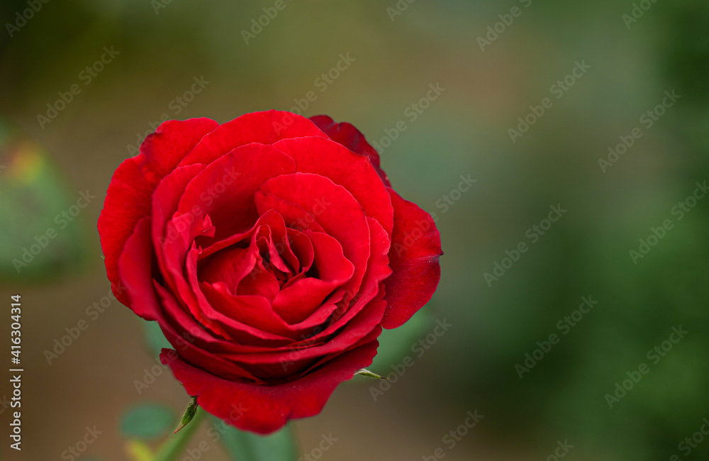red rose flower petals photo macro nature red rose flower petals photo macro nature