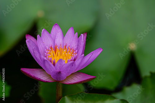 Close up Violet  lotus flower 