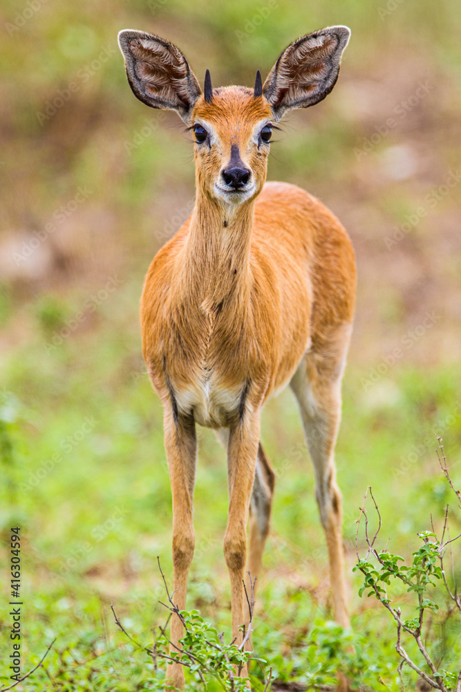 Diminutive Steenbok looking to cross the road.