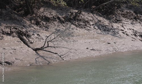 Tree is leaning on river water photo