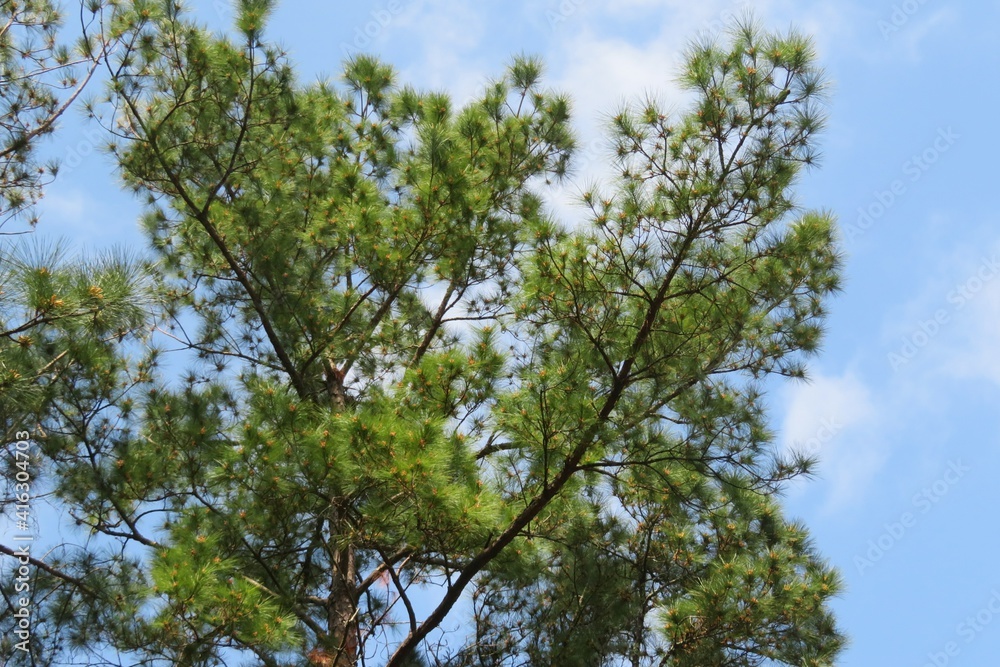 Pine tree branches on blue sky background
