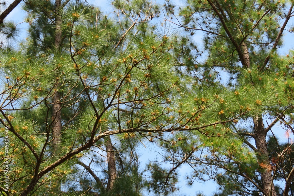 Obraz premium Pine tree on blue sky background